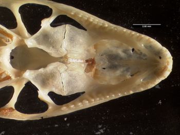 Media type: image;   Herpetology R-10492